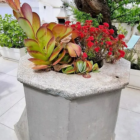 Center * Palma